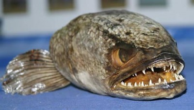 snakefish.jpg
