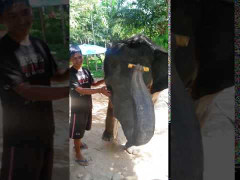 Video e-kaart Elevandist muusik