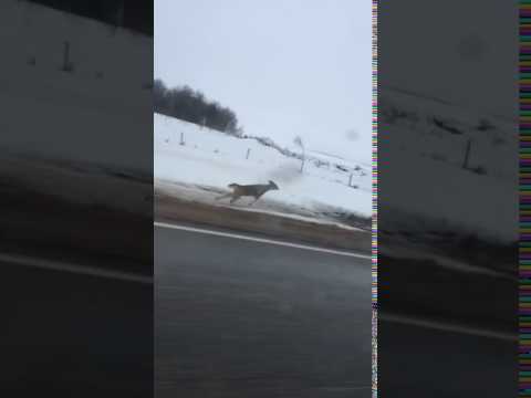 Video e-kaart Kiire kukerpall