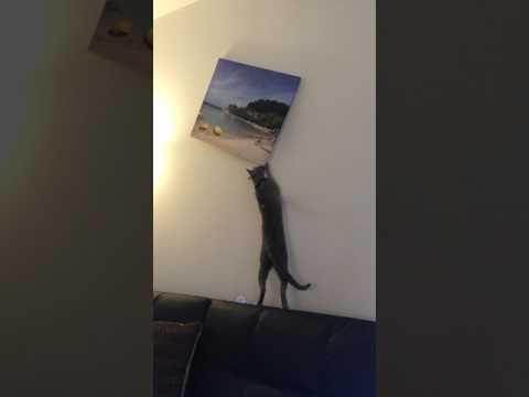 Video e-kaart Viltune maal